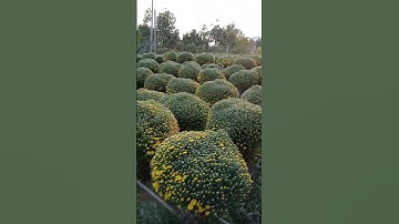 Cúc mâm xôi Tết 2023 mùng 8/12 âm lịch tại Chợ Lách, Bến Tre