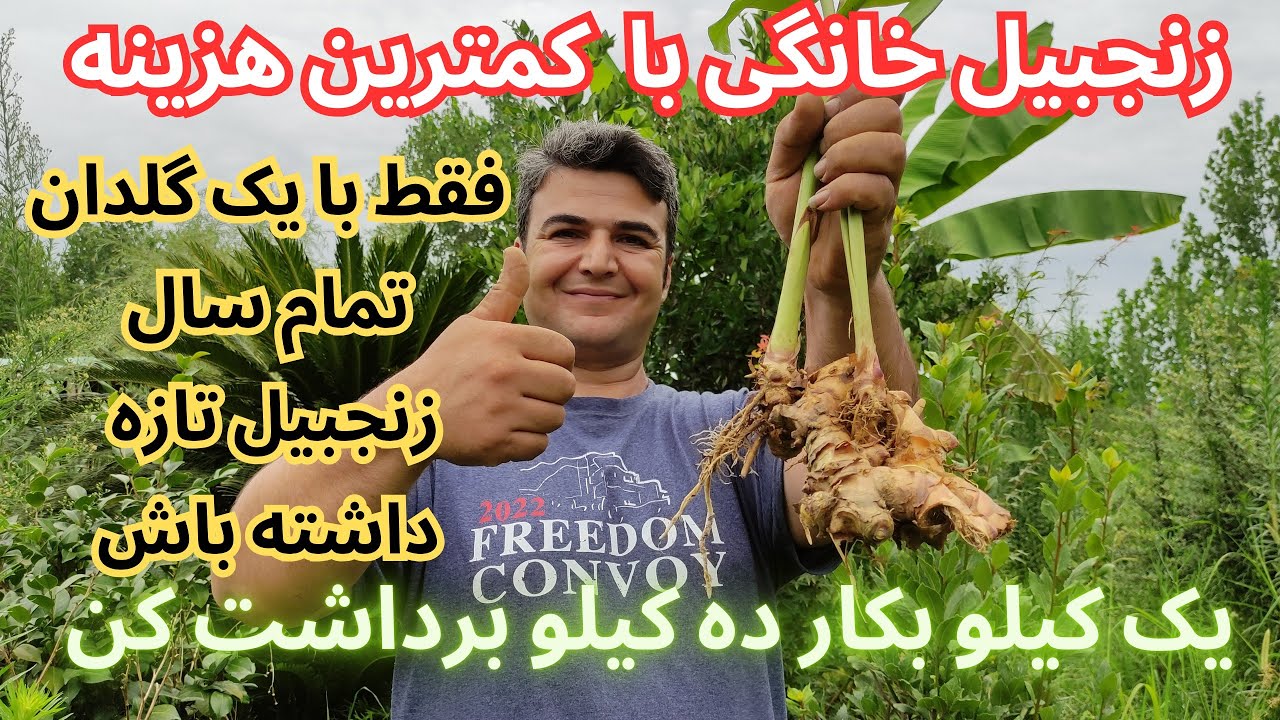 پرورش زنجبیل در خانه /نکاتی که هرکسی نمیداند تا موفق شود و این راز رایگان در اختیار شما است