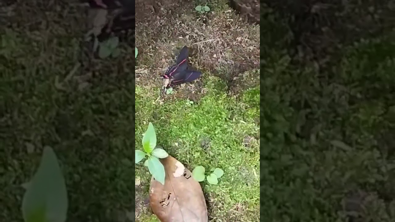 Mariposa Ancyluris Aulestes. 