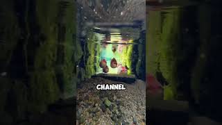 Famous He Put a Camera in Japan’s Sewer and Saw This… Profile