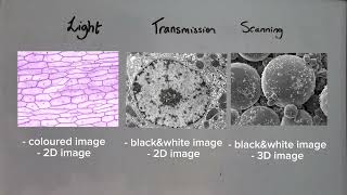 Chapter 2 A Level OCR A Biology Part 1: Microscopy and Magnification