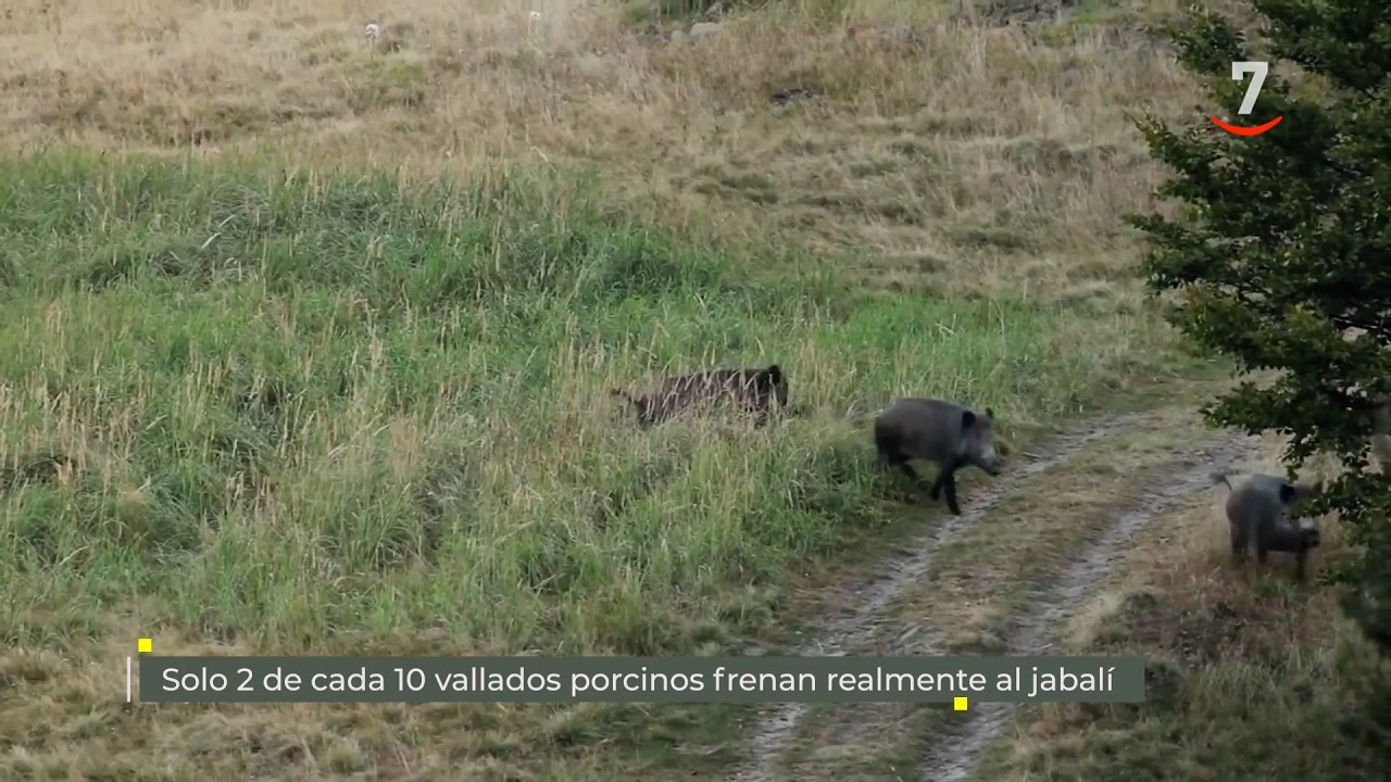 Flash El campo al día (07/05/2026): 2 de cada 10 vallados frenan realmente al jabalí