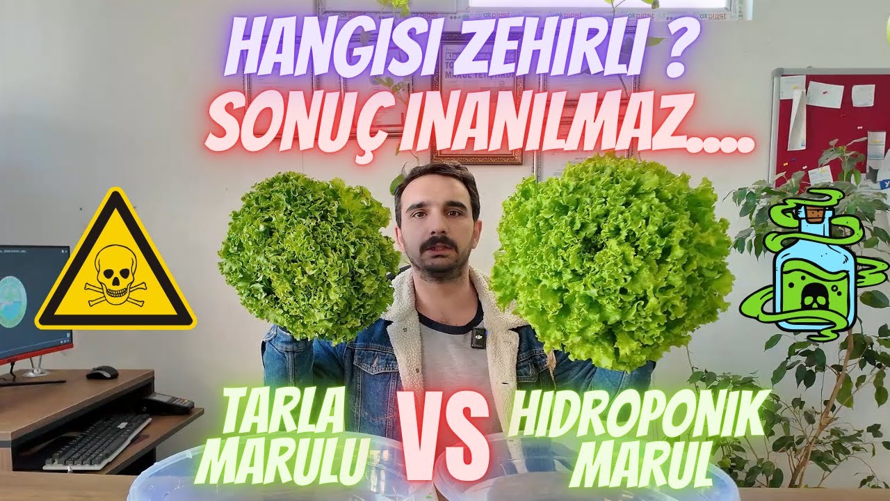HİDROPONİK MARUL VS TARLA MARULU HANGİSİ ZEHİRLİ İNCELİYORUZ!!!! TOPRAKSIZ TARIM ZEHİRMİ SAÇIYOR?
