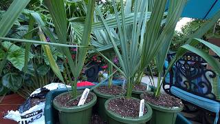 Potting Up Cold Hardy Palm Seedlings