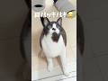 テンション上がり過ぎて謎のステップしちゃう愛猫#ハチワレ #ばんくん #shorts