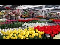 Keukenhof 2022 - The first Opening Day, March 24 - 4K