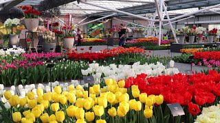 Keukenhof 2022 - The first Opening Day, March 24 - 4K