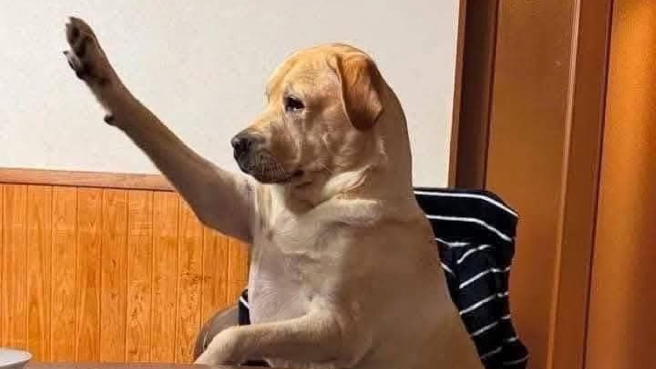 Hilarious Dog Fails That Will Make You Laugh Nonstop 🤣