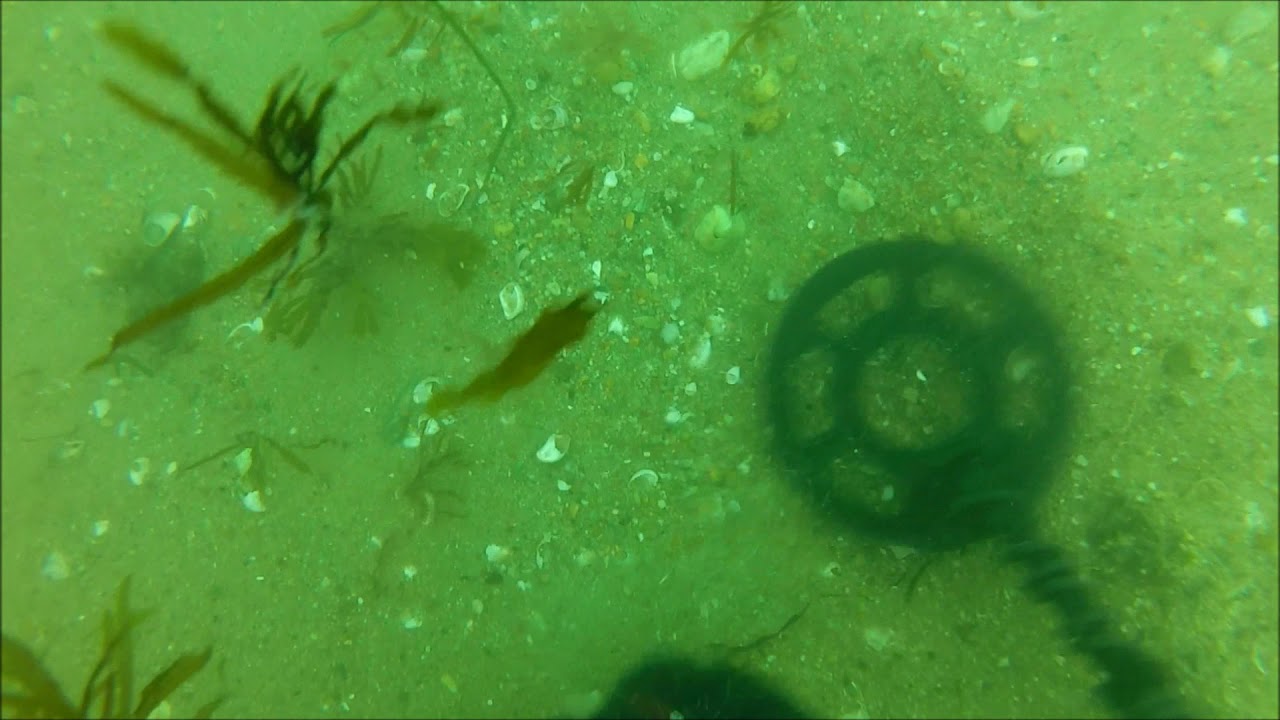 Scuba Diving a Favorite Salt Water Beach with the Detectorpro Underwater Metal Detector