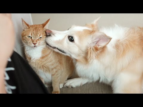 고양이가 처음으로 강아지에게 뽀뽀를 받았더니 보인 반응..! (세상 커여움)