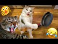 Try not to laugh  new funny cats and dog   just cats part 24