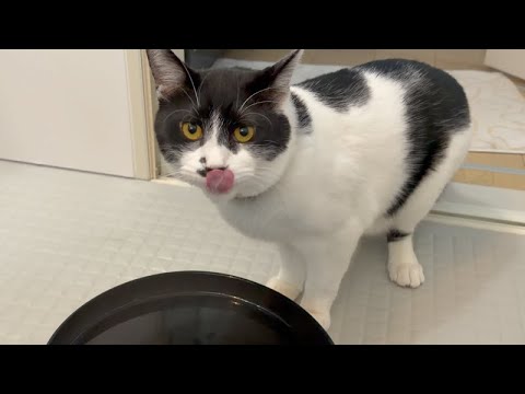 ひたすらお湯を飲むネコ