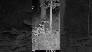#redfox #pouncing on dinner in Big Canoe, Georgia #latenightsnack