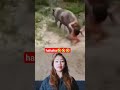 hahaha🤣 #haha #asmr #video #youtubeshorts #video #viral #shortvideo #shorts #short