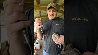 How to put Blinders on Pheasants