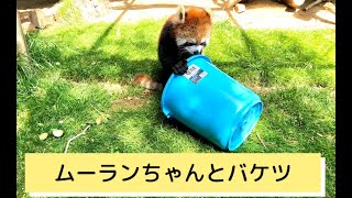 バケツとムーランちゃん