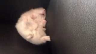Cute Hamster sleeping on the couch
