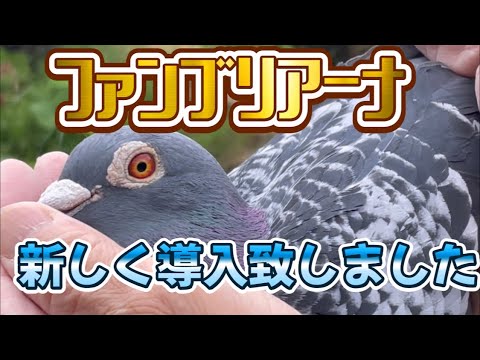 新しく長距離用として、導入した種鳩さんを紹介します - YouTube 新しく長距離用として、導入した種鳩さんを紹介します - YouTube