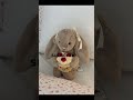 🥥💐 :: #jellycat #challenge #choose #fypシ゚viral #blowup #xyzbca #preppy #aesthetic #algorithm #shorts