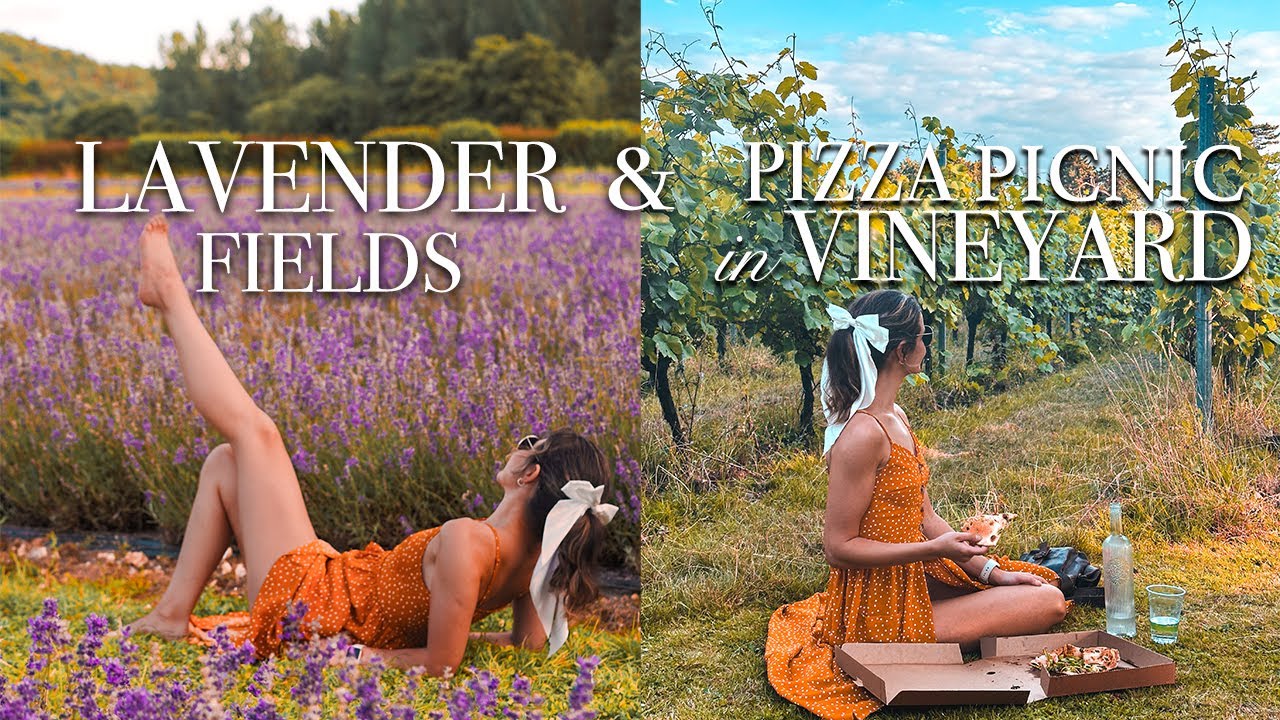 English Countryside Vineyard Picnic & Lavender Walks [The Mount Vineyard]