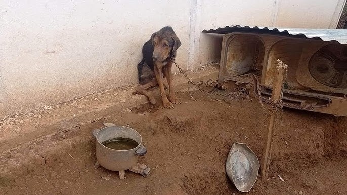Chained and humiliated his whole life, he burst into tears when he got a bed