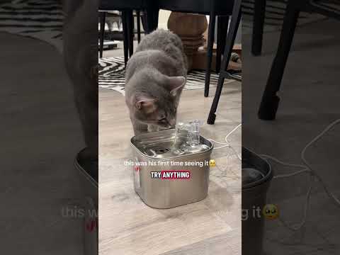 Allykrusee Nubbie Approved Catoftheday Cat Kitty Kitten Catlovers Cutecat