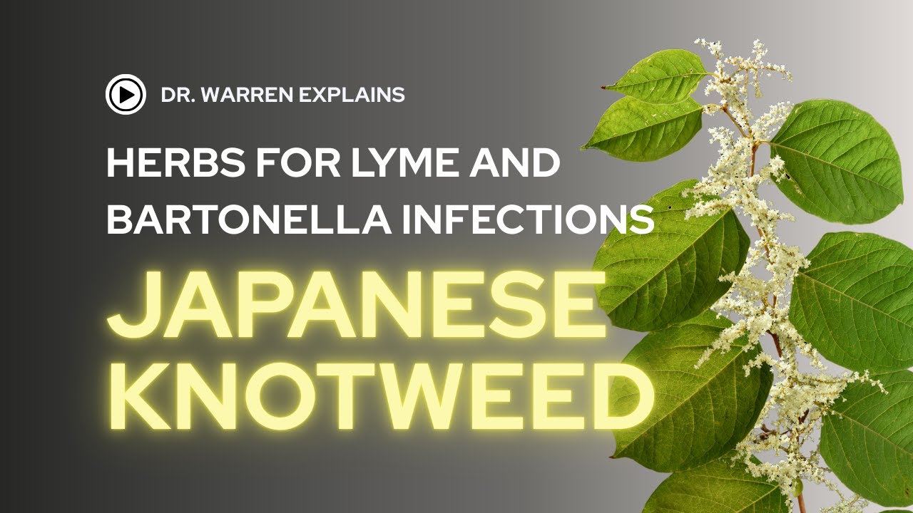 Herbs for Lyme Disease: Japanese Knotweed