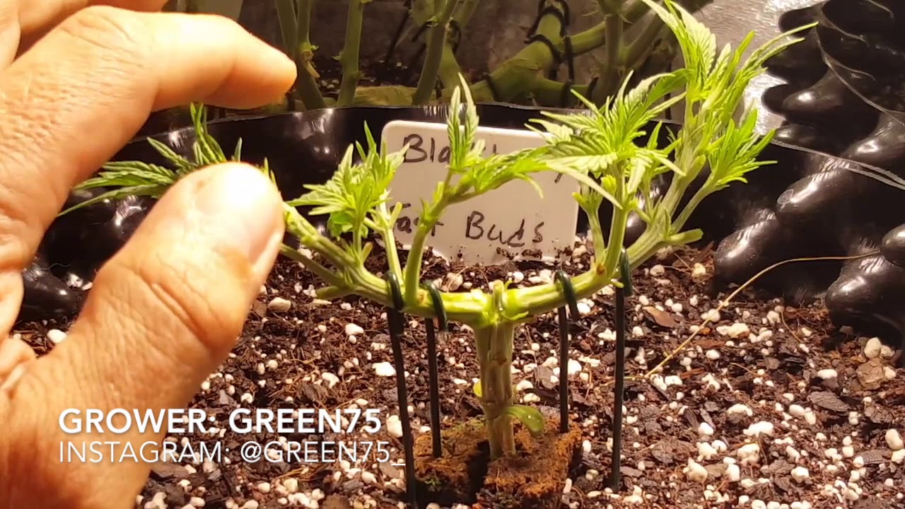 Fast Buds' Blackberry Kush Autoflower Grows Into a Beast