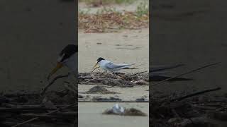 Least Tern finds a place to sit
A Least Tern (Sternula antillarum) finds a spot to sit down in the debris along the high tide line at Bolivar Flats Shorebird Sanctuary in Port Bolivar, TX, USA. Least Tern finds a place to sit