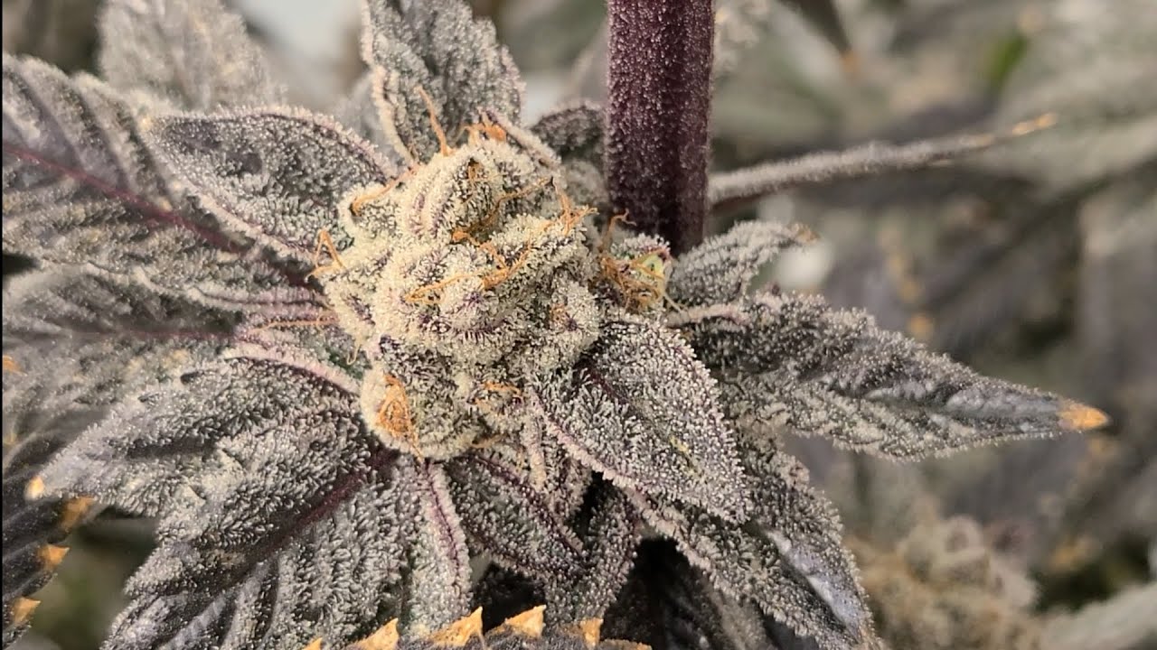 mini gmo x animal cookies harvest day