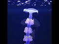 The Jellyfish That Can Live Forever