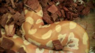 AWESOME ALBINO BLOOD PYTHONS