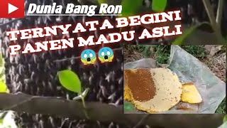 Virall !!!Ternyata Begini Panen Madu Asli Nyawa Taruhannya😱😱