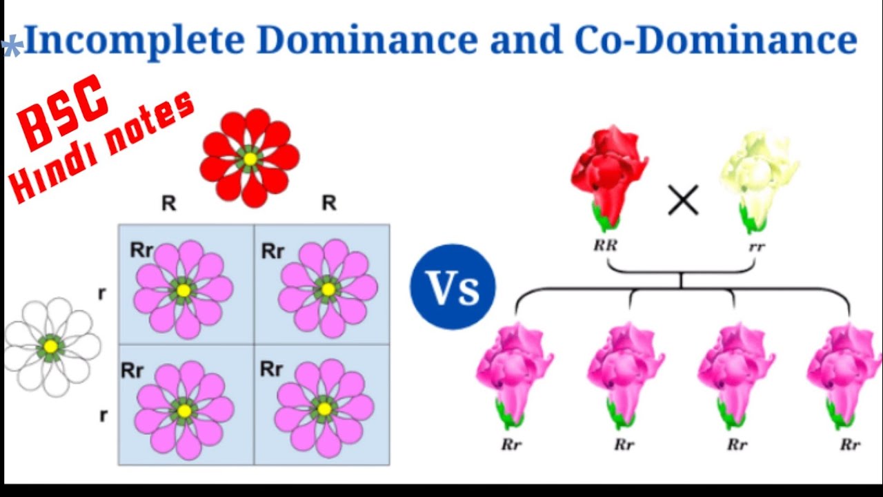 BSC 3Rd year zoology Incomplete and co-dominance Hindi notes