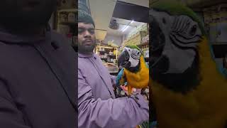 Super Tamed Blue Gold Macaw #trending #ytshorts #viral #parrot #viralshorts #explore #exotic #pets