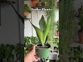 low light plants for the girls 🌿🪴✨ #plantsoftiktok #planttok #planttiktok #plants #lowlightplants