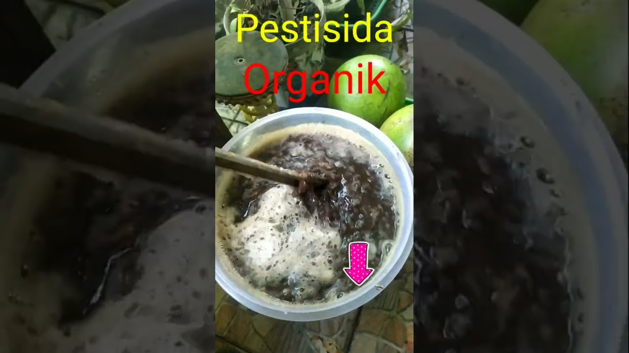 Buah maja Jadi Pestisida Organik
