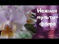 Нежная  орхидея  мультифлора //С праздником ВЕСНЫ!