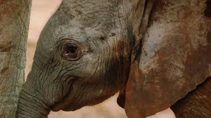 Elephant Herd Celebrates a New Born Calf | BBC Earth - DayDayNews