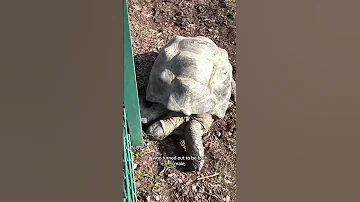 Animals Can Be Gay Too 
