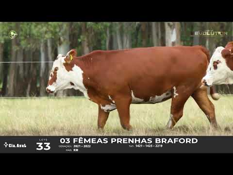 LOTE 33   TAT 1421, 1425, 2219 F Braford