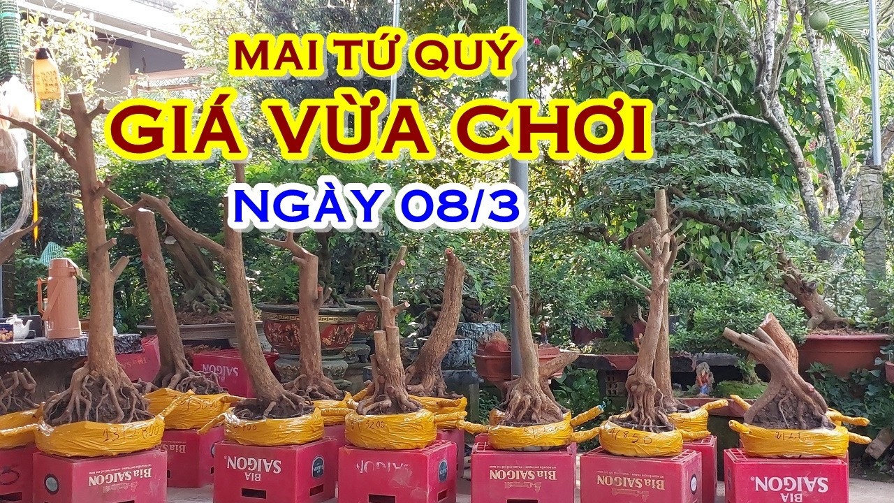 CHỊ ÚT 📲 O7939954O3 GIÁ TỐT - MAI TỨ QUÝ DÁNG ĐẸP GIAO LƯU NGÀY 08/3  @MAIVANGNAMBO