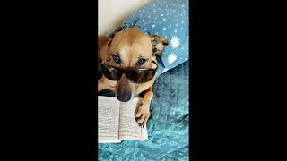 Cleopatra reads her favorite book by Arthur Hailey Airport