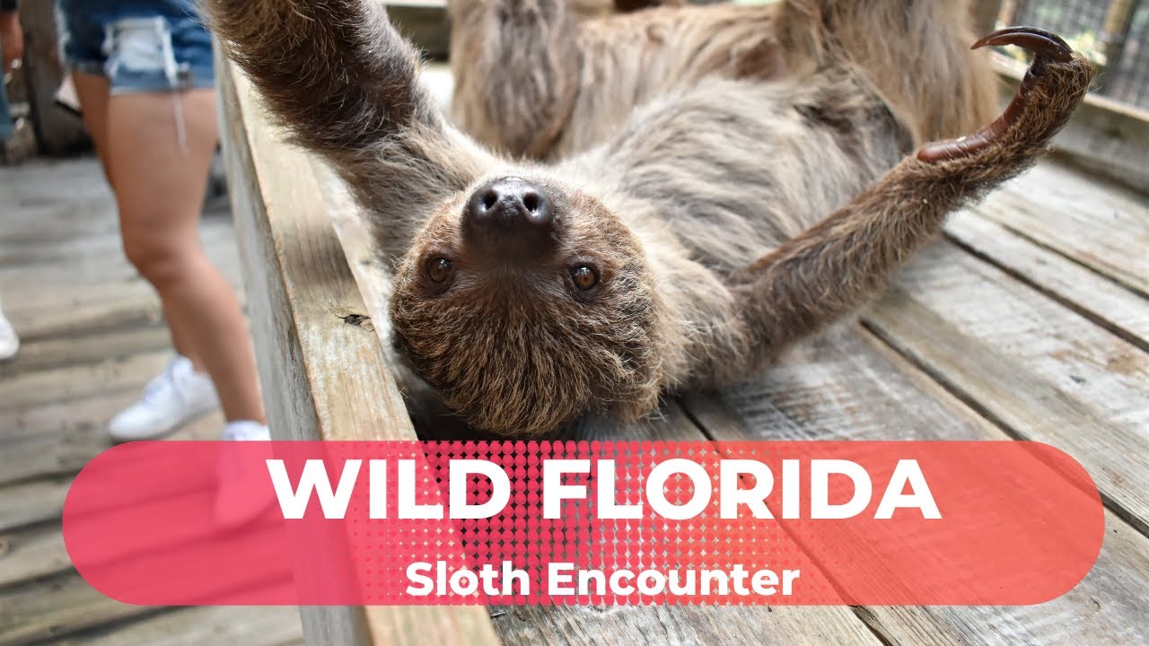 Wild Florida | Animal Encounter | Stuff to do in Orlando