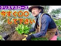 クリスマスローズ　秋にやるべき3つの作業実演します　　【カーメン君】【園芸】【ガーデニング】【初心者】【育て方】