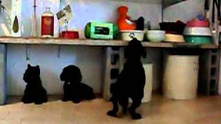 Staffordshire Bull Terrier