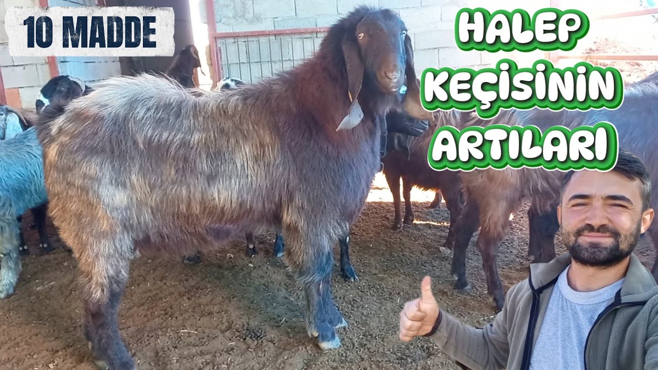 NEDEN HALEP KEÇİSİ ? | 10 Madde İle Halep Keçisinin Olumlu Yanları