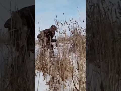 ЗАГАДОЧНАЯ ОХОТА-На ДИКОГО КАБАНА! #охота #кабан #ружьё #выстрел