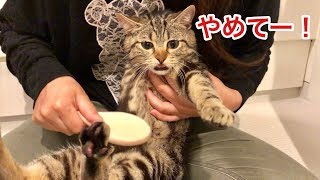 妹の神ブラッシングで大量の毛を収穫されてしまった猫