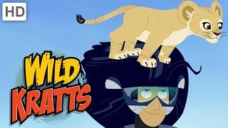 Wild Kratts  Lion King and Queen of the Jungle | Kids Videos